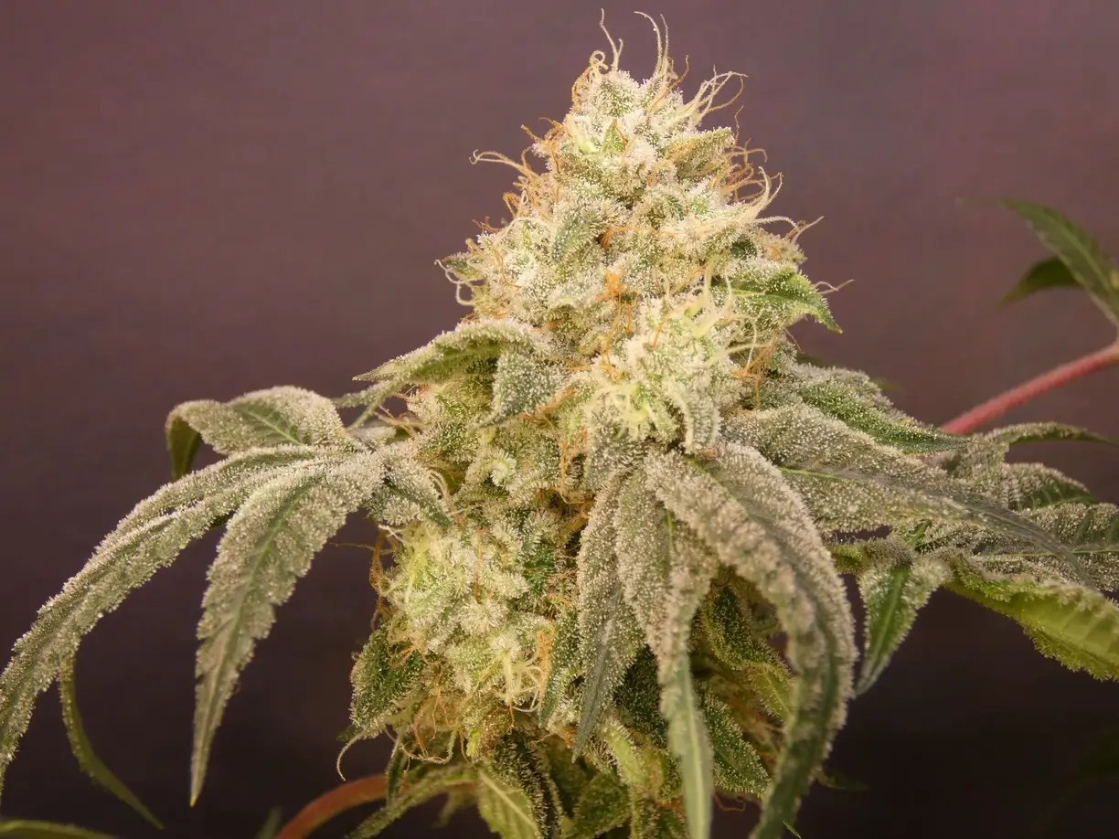 Khalifa Z Feminized by Bask Triangle Farms