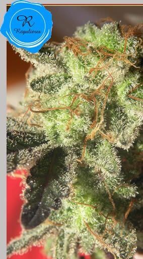Kikiriki Regular by French Touch Seeds