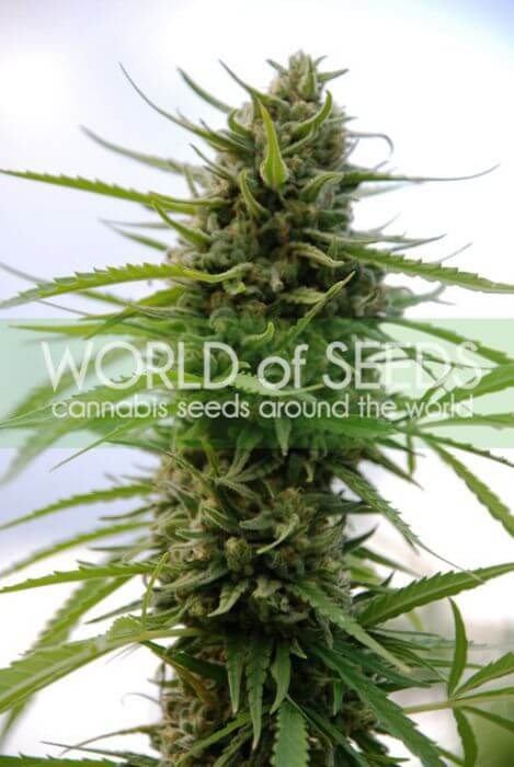 Kilimanjaro Feminized by World of Seeds