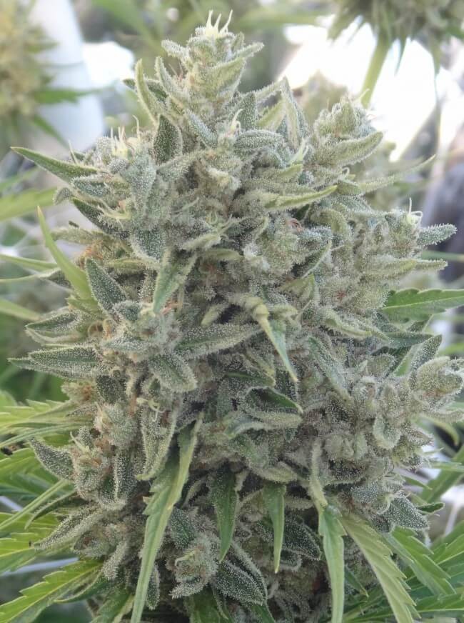 Killer A5 Haze Feminized by Ace Seeds