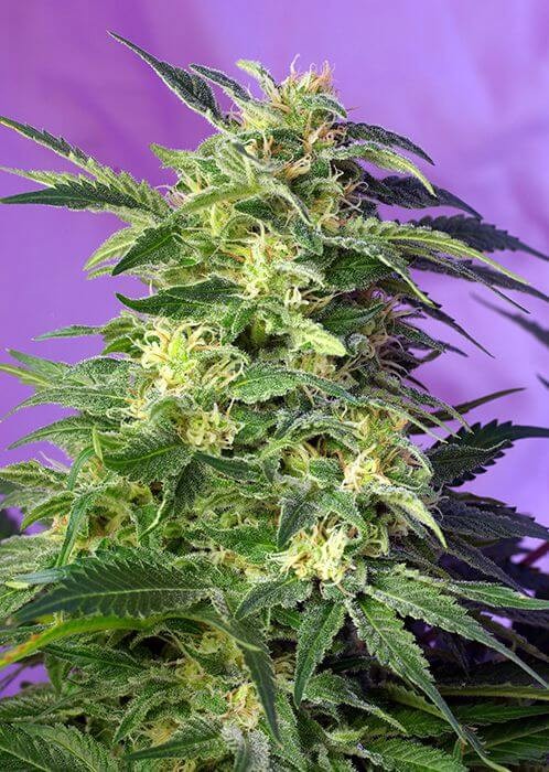 Killer Kush Auto Autoflower by Sweet Seeds