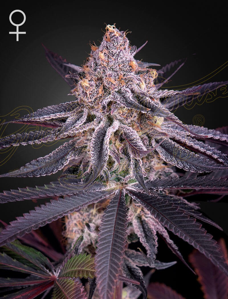 King's Juice Feminized by Green House seeds