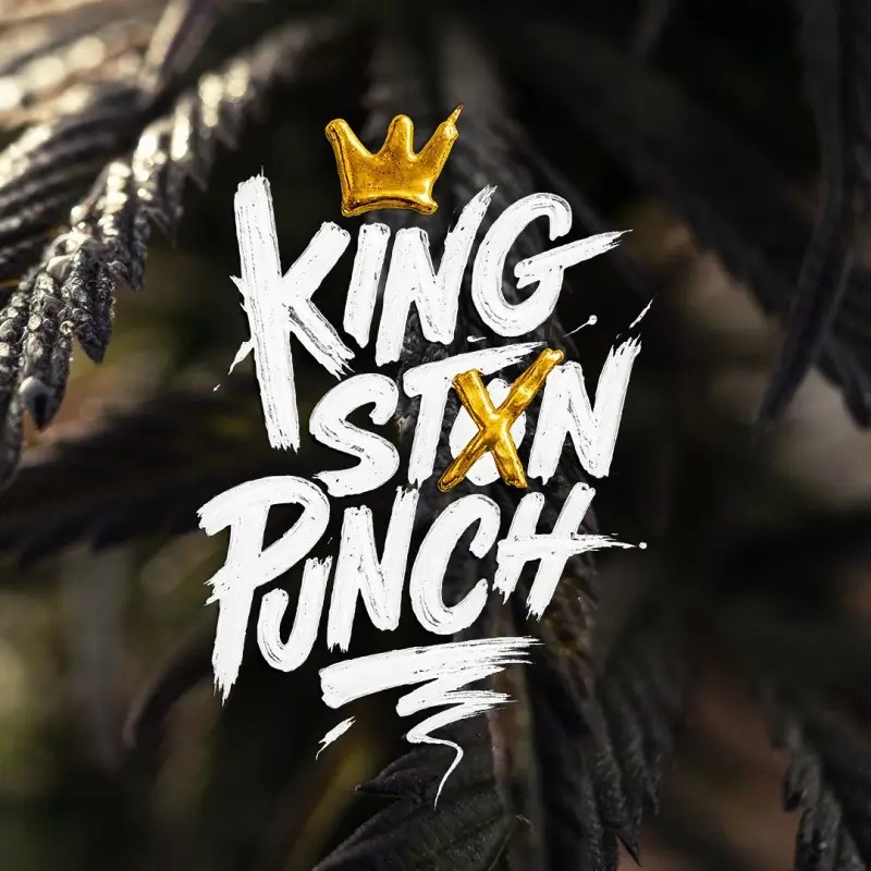 Kingston Punch Feminized by Dutch Passion
