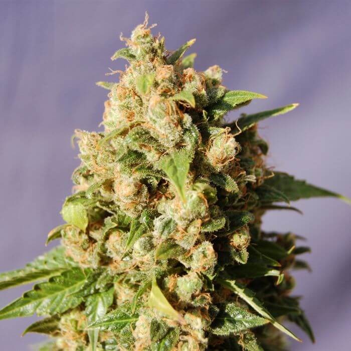 Kiss Feminized by Kannabia