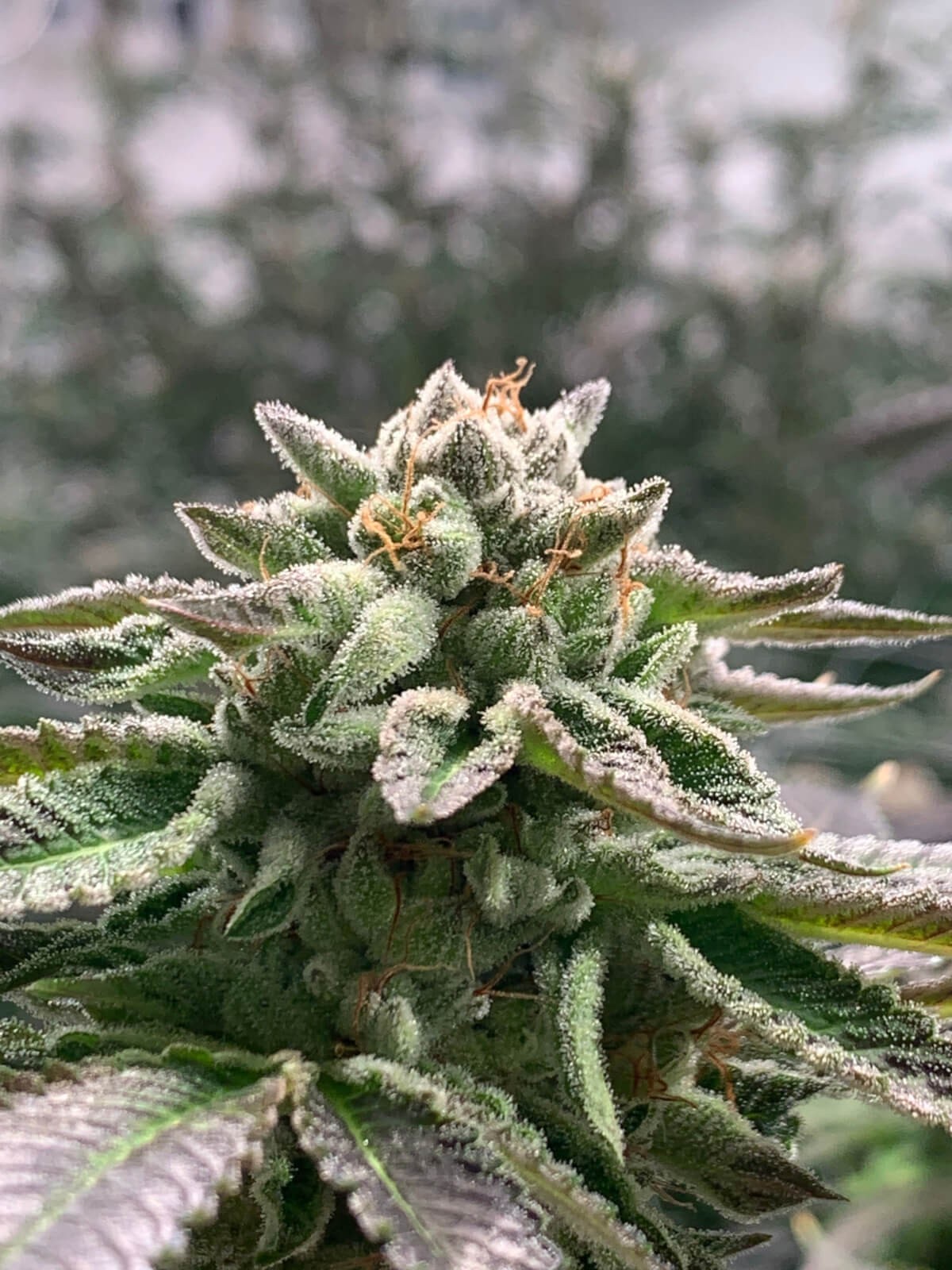 Klementine Auto Autoflower by R-Kiem Seeds