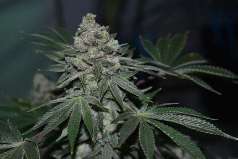 Klementine Regular by R-Kiem Seeds