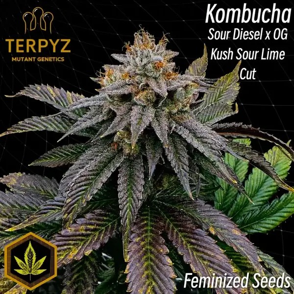 Kombucha Feminized by TerpyZ Mutant Genetics