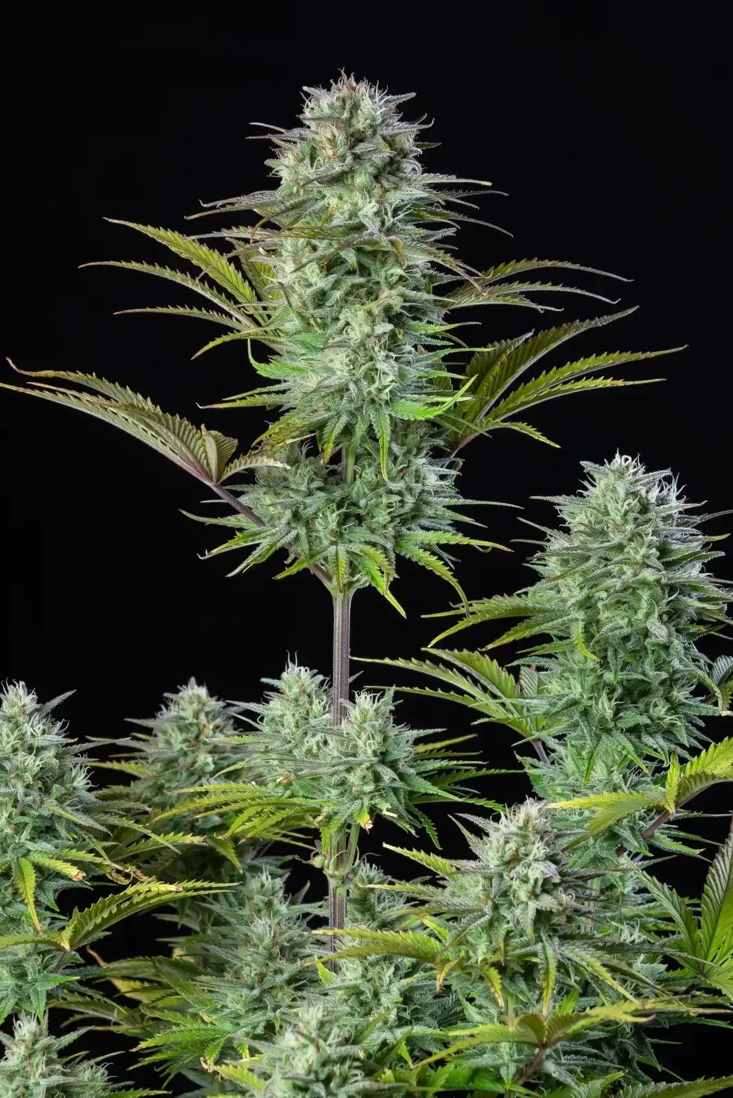 Kosher Cake Auto Autoflower by Fast Buds