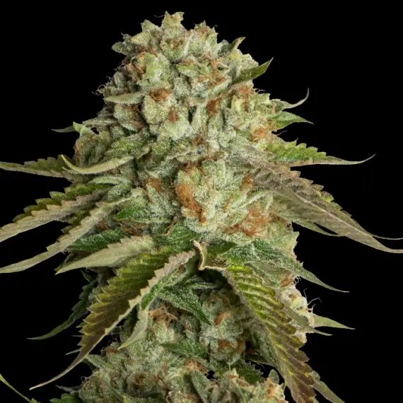 Kosher Kush Feminized by DNA Genetics