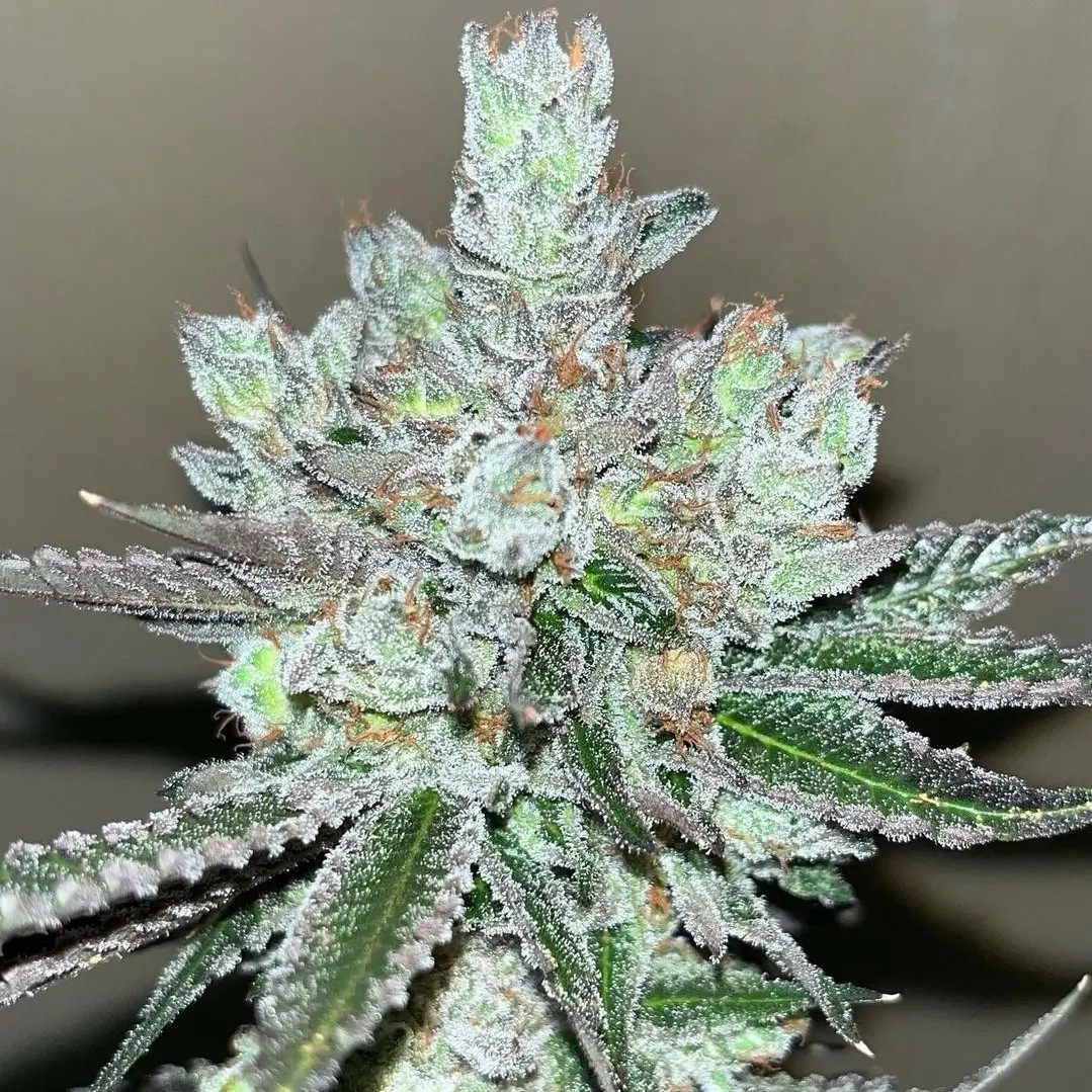 Kosher Popz Feminized by Old School Genetics