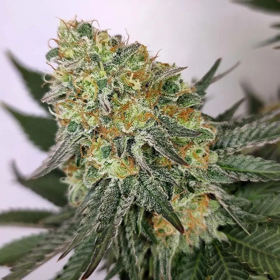 Kraken Feminized by Buddha Seeds