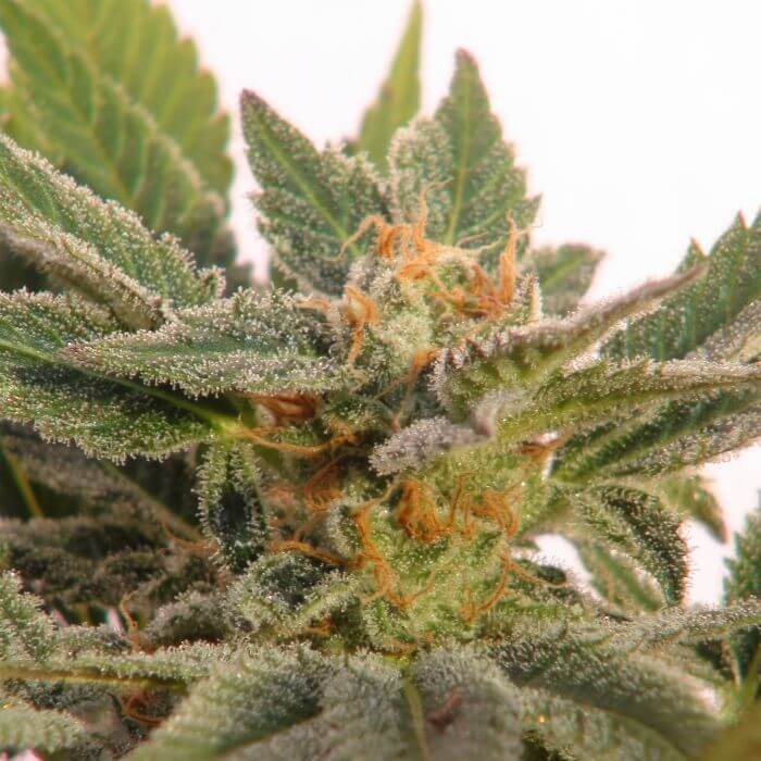 Kritik Auto (Kritic 70) Autoflower by Kannabia