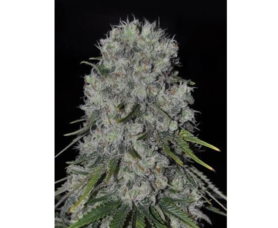 Kritikal Bilbo Auto Autoflower by Genehtik