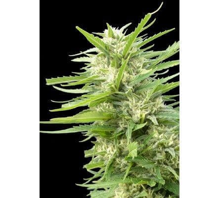 Kritikal Bilbo x AK47 Feminized by Genehtik