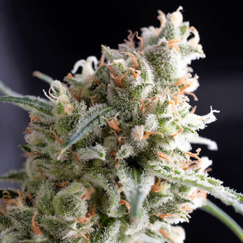 Kukulkan Feminized by Pyramid Seeds