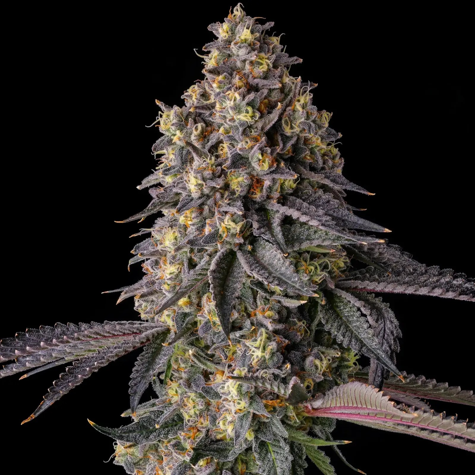 Kumamotoz Feminized by Compound Genetics