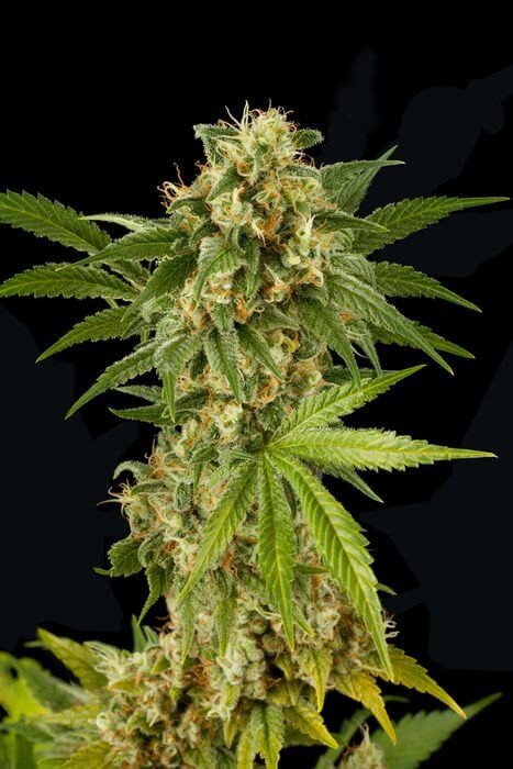 Kush 'N' Cheese Feminized by Dinafem