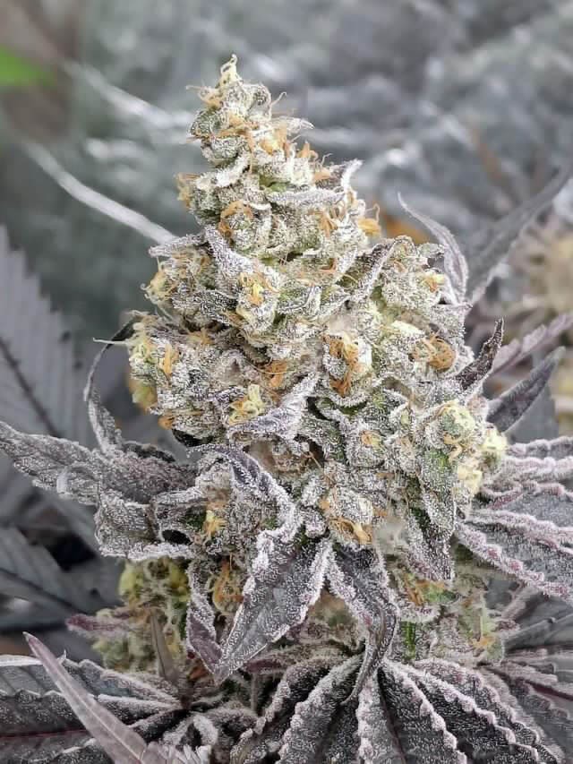 Kush Mints x Purple Punch Feminized by Tramuntana Seeds