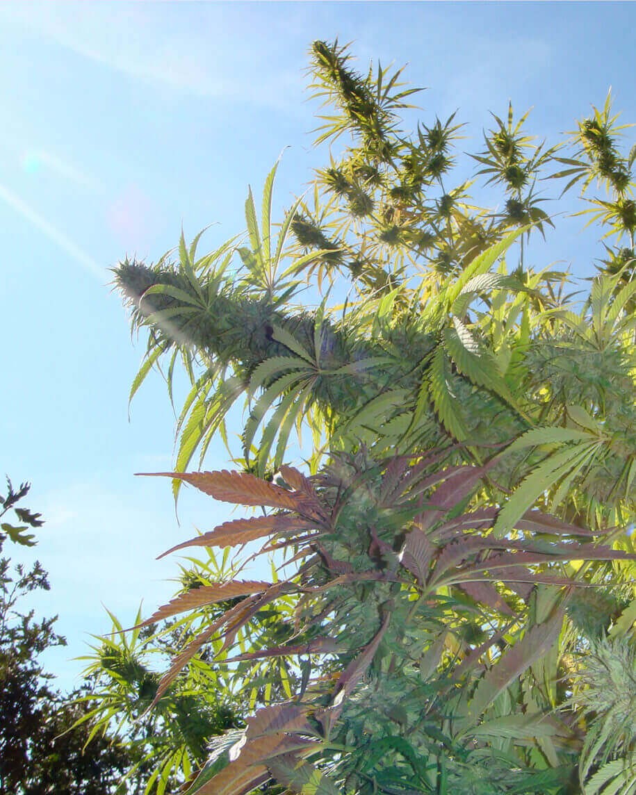 Kushadelic Feminized by Soma Seeds