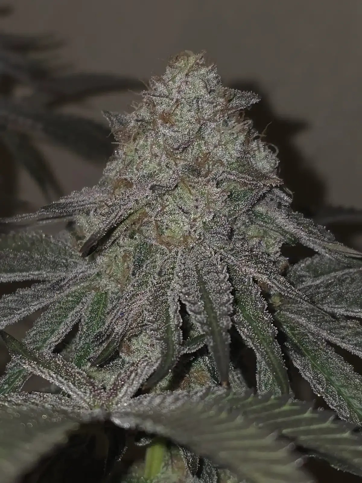 Kushido Feminized by Pure Instinto
