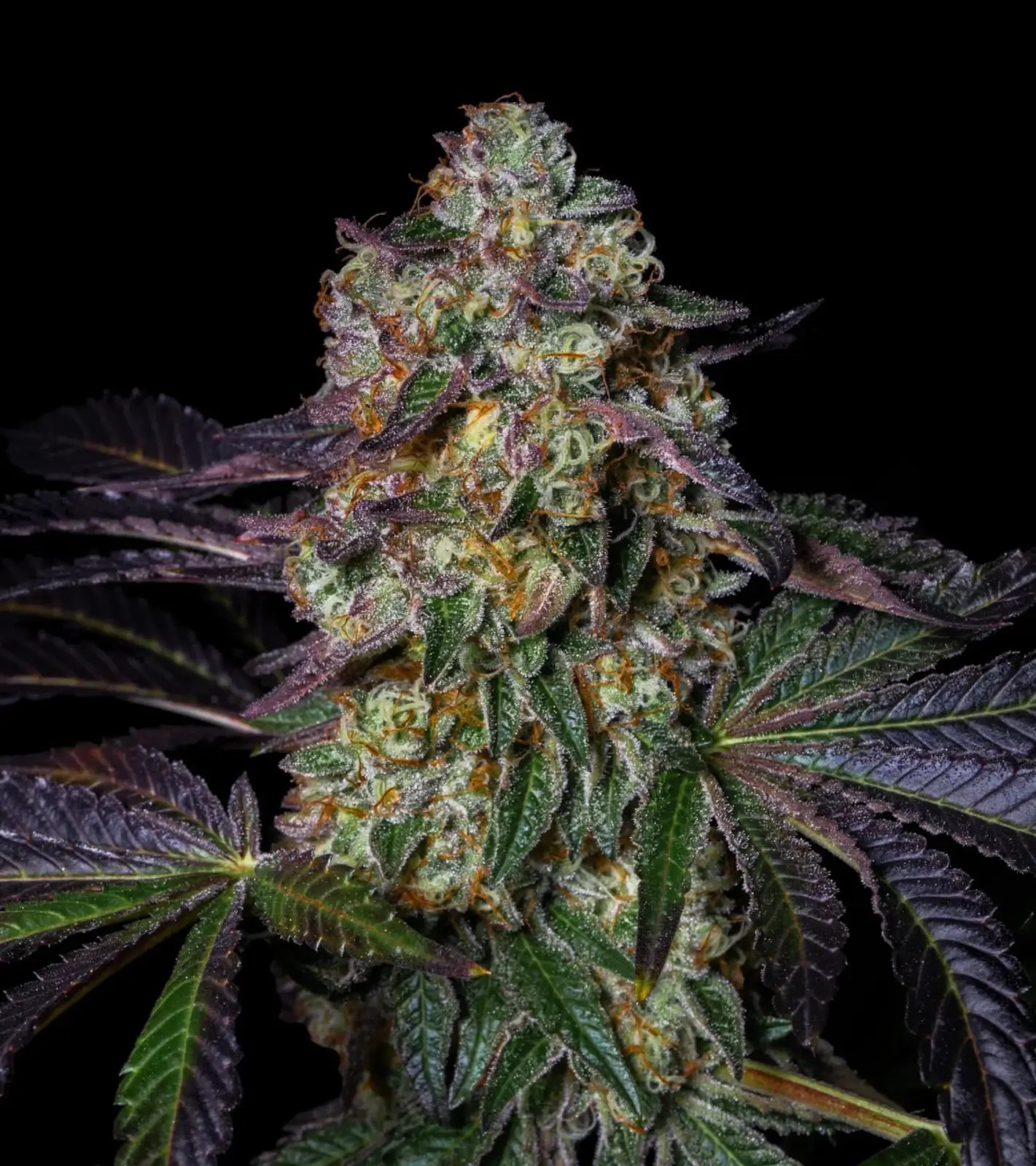 Kushmallow Feminized by Pure Instinto