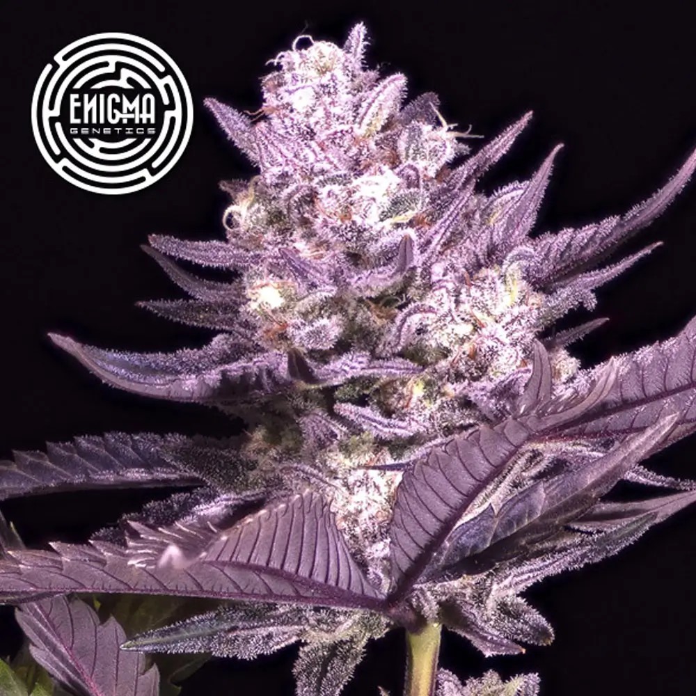 L.A Kush Cake Feminized by Enigma Genetics