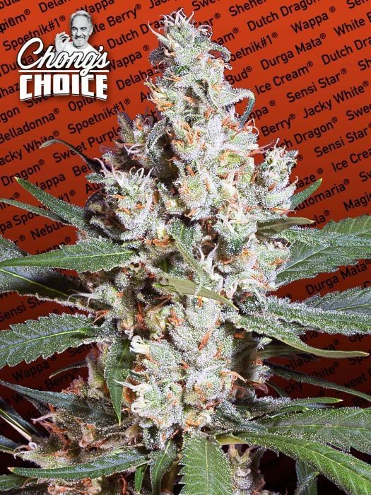 L.A. Amnesia Feminized by Paradise Seeds
