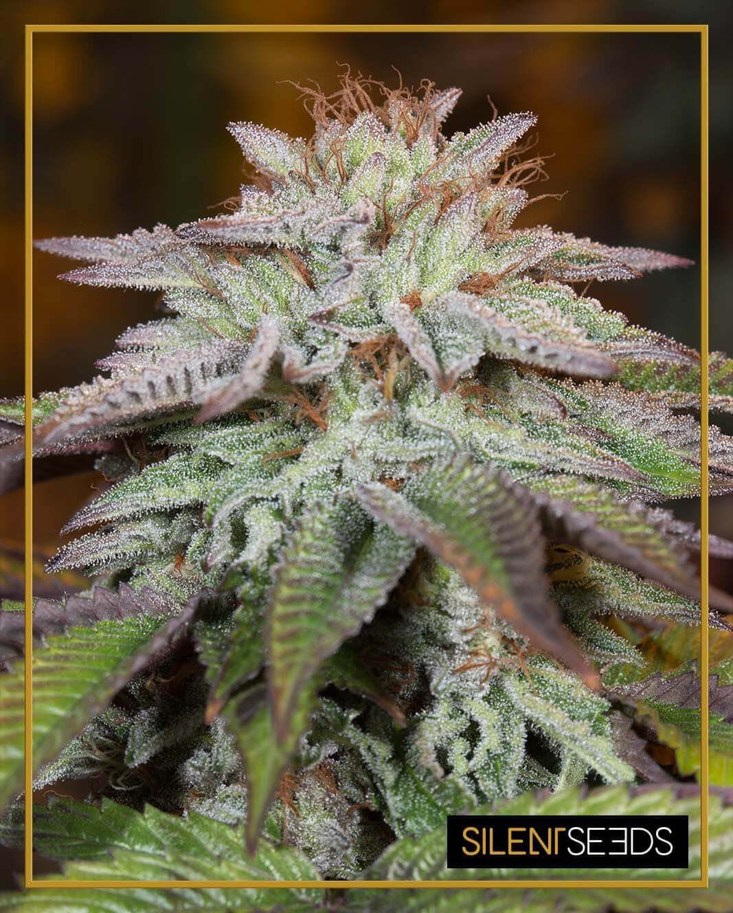 L.A. Vanilla Cake Auto Autoflower by Silent Seeds