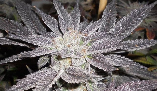 LA Affie Feminized by The Cali Connection