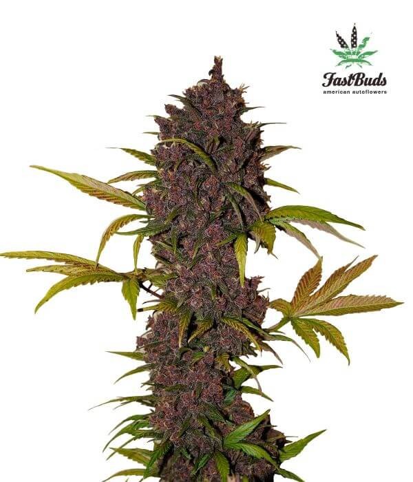 LSD-25 Autoflower by Fast Buds