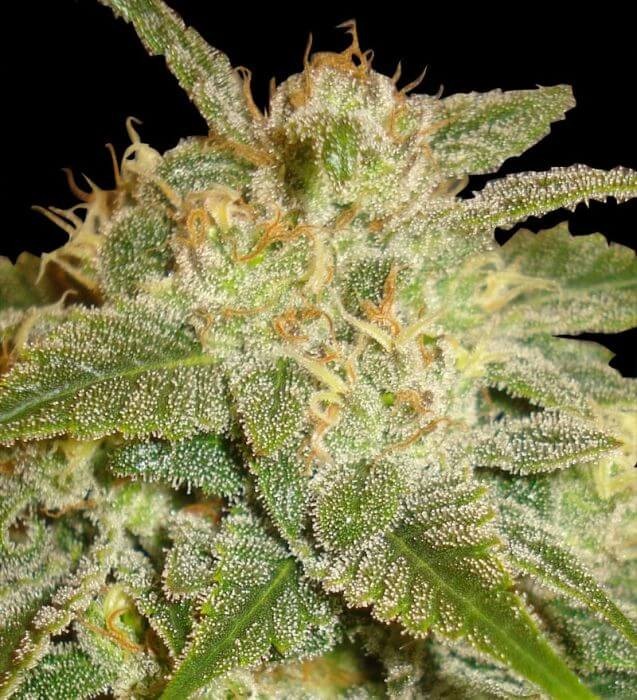 La Bella Afrodita Autoflower by Delicious Seeds