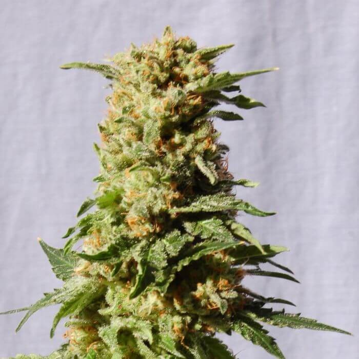 La Blanca Feminized by Kannabia
