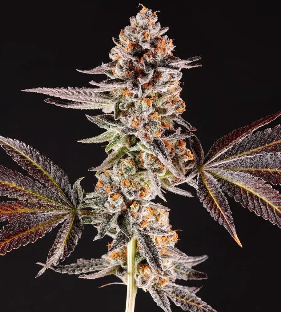 La Bomba Feminized by Compound Genetics