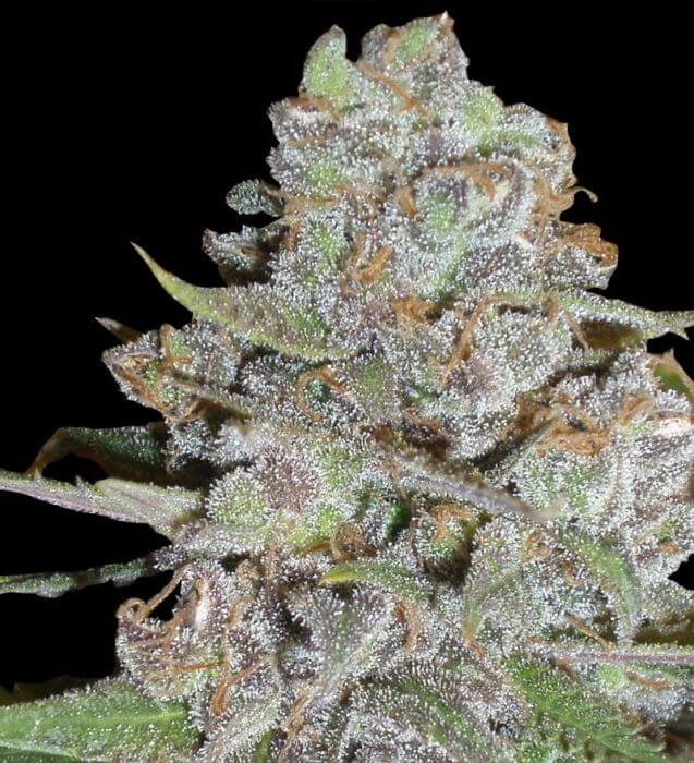 La Diva Autoflower by Delicious Seeds