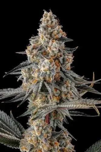 La Llorona Feminized by Compound Genetics