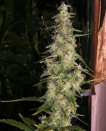 La Niña Regular by Mr Nice