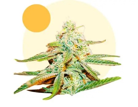 Lafanta Light Feminized by BSF Seeds