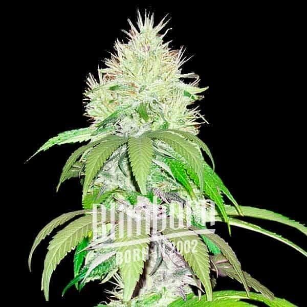 Lambs Bread Feminized by Blimburn Seeds