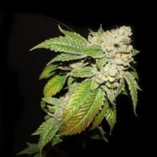 Larry OG Kush Feminized by The Cali Connection
