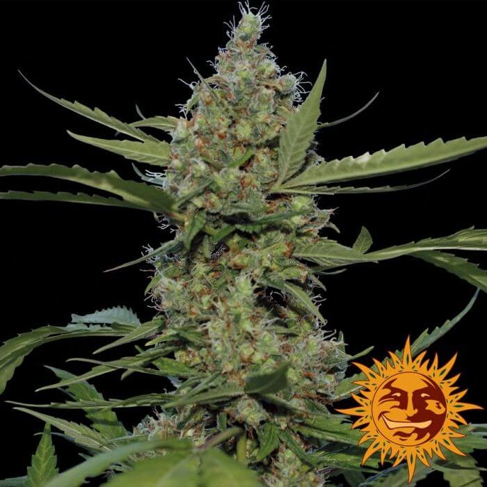 Laughing Buddha Feminized by Barneys Farm