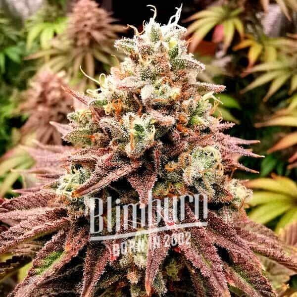 Lava Cake Feminized by Blimburn Seeds