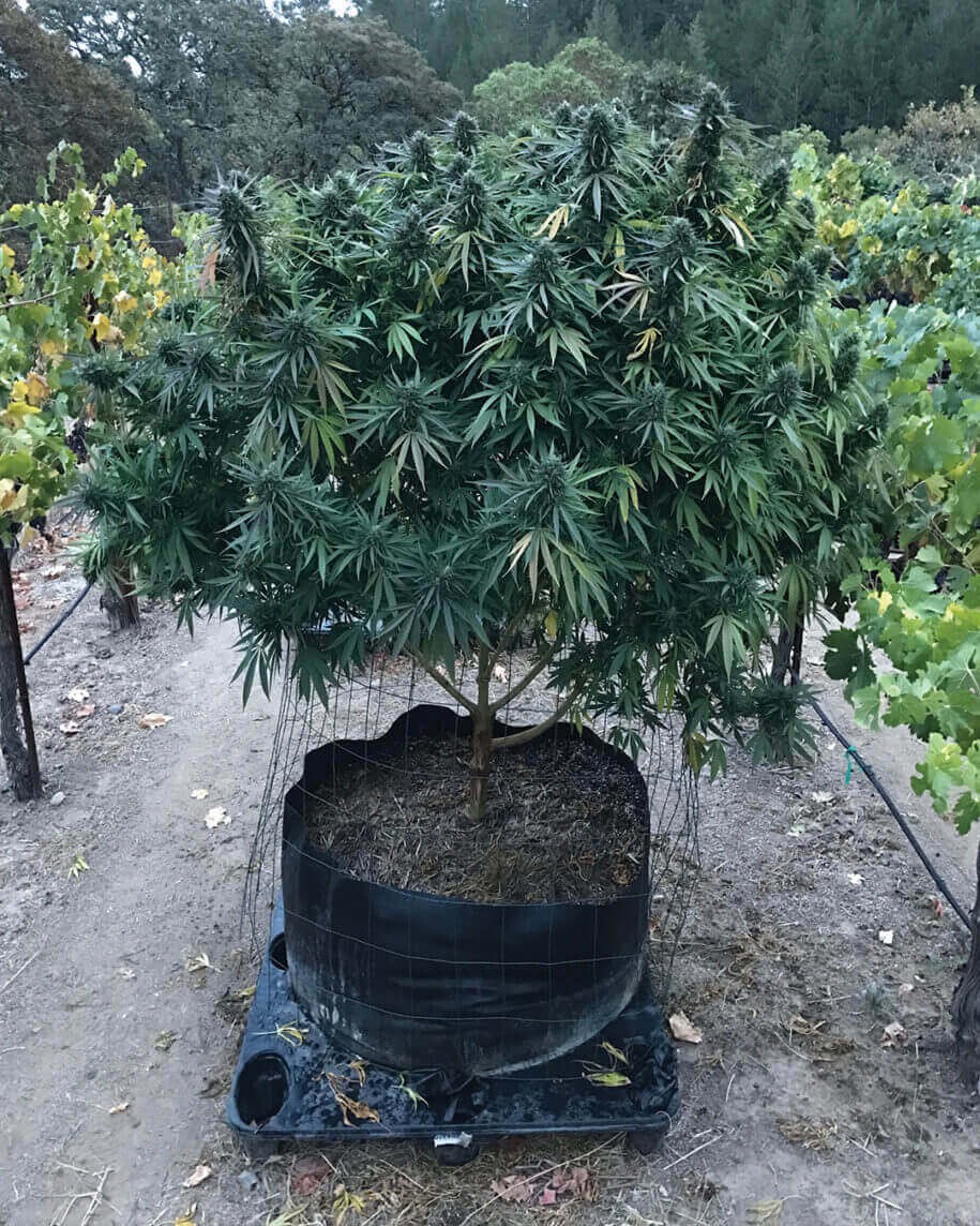 Lavnesia Feminized by Soma Seeds
