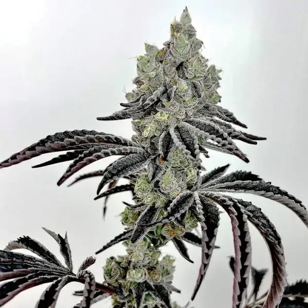 Lazer Fuel Feminized by Exotic Genetix