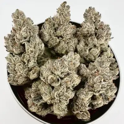 Lazeralus Feminized by Exotic Genetix