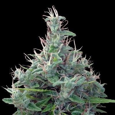 Lebanese Regular by Ace Seeds