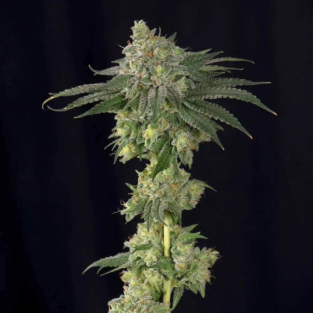 Lebron Haze Feminized by BSF Seeds