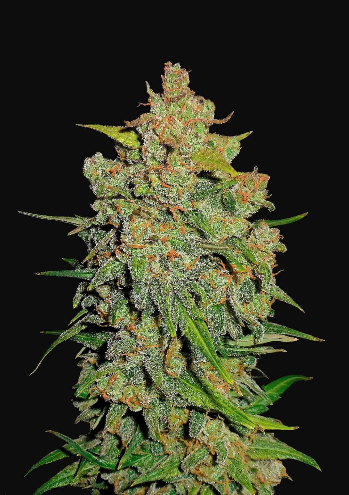 Lemon AK Auto Autoflower by Fast Buds