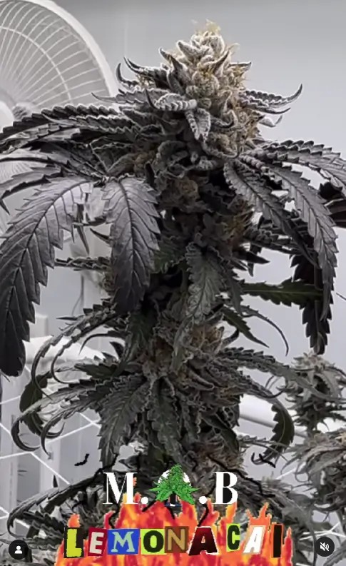 Lemon Acai Feminized by Black Farm Genetix