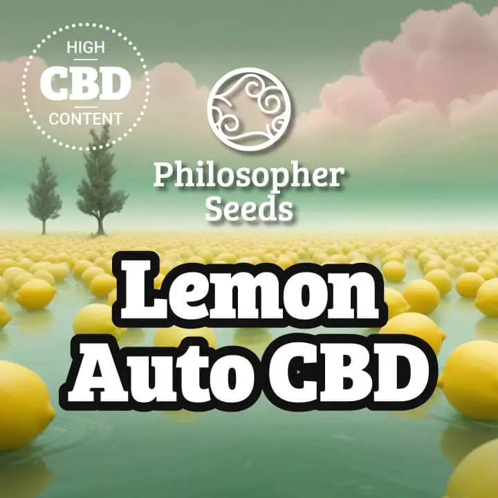Lemon Auto CBD Autoflower by Philosopher Seeds
