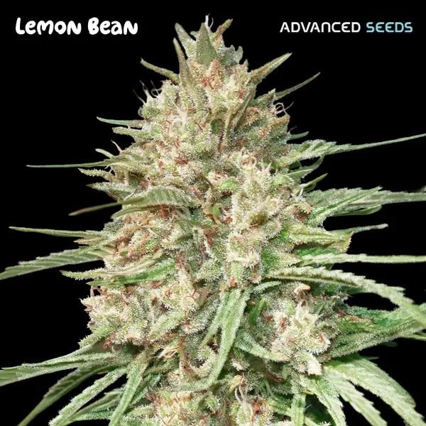Lemon Bean Feminized by Advanced Seeds